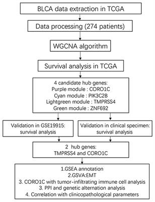 Novel Potential Biomarkers Associated With Epithelial to Mesenchymal Transition and Bladder Cancer Prognosis Identified by Integrated Bioinformatic Analysis